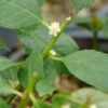 Little Goblin® Guy Winterberry Holly -Great Garden Plants ilex verticillata little goblin guy 1 P
