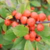 Little Goblin® Orange Winterberry Holly 2 Little Goblin® Orange Winterberry Holly -Great Garden Plants ilex verticillata little goblin orange 2