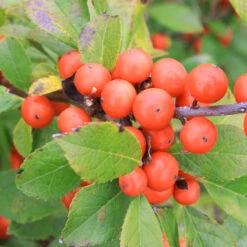 Little Goblin® Orange Winterberry Holly