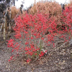Little Goblin® Red Winterberry Holly -Great Garden Plants ilex verticillata little goblin red 1