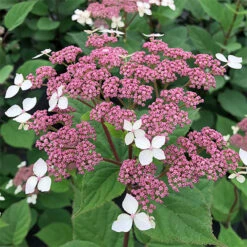 Invincibelle Lace™ Smooth Hydrangea 9 Invincibelle Lace™ Smooth Hydrangea -Great Garden Plants invincibelle lace smooth hydrangea 1