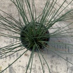 'Blue Arrows' Rush -Great Garden Plants juncus blue arrows 4