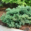 Montana Moss® Juniper