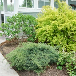 Montana Moss® Juniper 8 Montana Moss® Juniper -Great Garden Plants juniperus montana moss 3