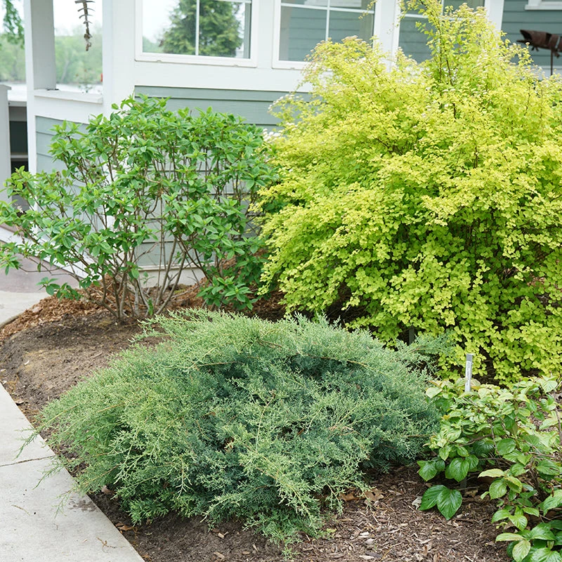 Montana Moss® Juniper 5 Montana Moss® Juniper - Image 3