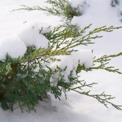 Montana Moss® Juniper 9 Montana Moss® Juniper -Great Garden Plants juniperus montana moss 4