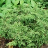 Tortuga® Juniper 2 Tortuga® Juniper -Great Garden Plants juniperus tortuga 1