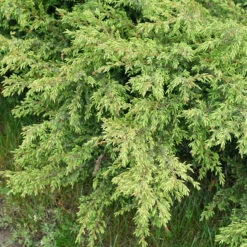 Tortuga® Juniper -Great Garden Plants juniperus tortuga 2