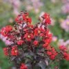 Center Stage® Red Crapemyrtle 1 Center Stage® Red Crapemyrtle -Great Garden Plants lagerstroemia center stage red 1 sw
