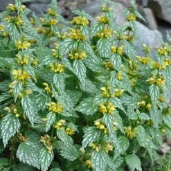 'Hermann's Pride' Spotted Dead-Nettle