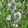 'Ellagance Ice' Lavender -Great Garden Plants lavandula ellagance Ice 1 sw