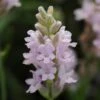 'Ellagance Pink' Lavender 2 'Ellagance Pink' Lavender -Great Garden Plants lavandula ellagance pink 1 sw