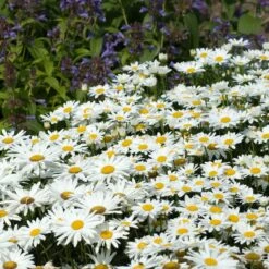 Drought Resistant+ Long Blooming Collection -Great Garden Plants leucanthemum becky shasta daisy 1
