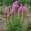 'Kobold' Blazing Star 2 'Kobold' Blazing Star -Great Garden Plants liatris kobold 1 P