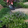 Lilyturf 1 Lilyturf -Great Garden Plants liriope spicata 1