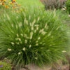 'Little Bunny' Fountain Grass 2 'Little Bunny' Fountain Grass -Great Garden Plants little bunny fountain grass 1