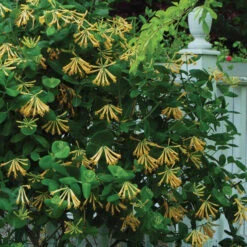 Great Garden Plants 5 'John Clayton' Honeysuckle Vine