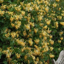 Great Garden Plants -Great Garden Plants lonicera john clayton 2