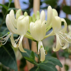'Scentsation' Honeysuckle Vine -Great Garden Plants lonicera scentsation honeysuckle 4