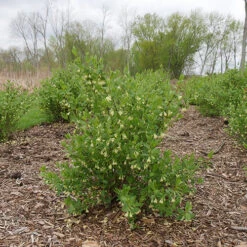 Yezberry® Solo™ Japanese Haskap 7 Yezberry® Solo™ Japanese Haskap -Great Garden Plants lonicera yezberry solo 1 P