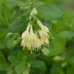 Yezberry® Solo™ Japanese Haskap 8 Yezberry® Solo™ Japanese Haskap -Great Garden Plants lonicera yezberry solo 3 P