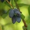 Yezberry® Solo™ Japanese Haskap -Great Garden Plants lonicera yezberry solo 4 P
