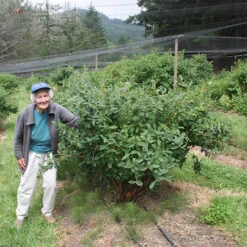 Yezberry Sugar Pie® Japanese Haskap -Great Garden Plants lonicera yezberry sugar pie 4 P