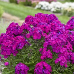 Luminary™ 'Ultraviolet' Tall Garden Phlox