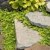 Yellow Creeping Jenny -Great Garden Plants lysimachia aurea creeping jenny 1