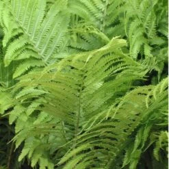 Ostrich Fern 10 Ostrich Fern -Great Garden Plants matteuccia struthiopteris ostrich fern 2 sw