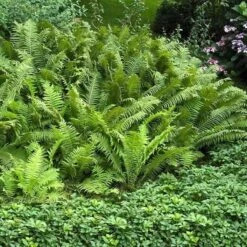 Ostrich Fern 12 Ostrich Fern -Great Garden Plants matteuccia struthiopteris ostrich fern 3 sw