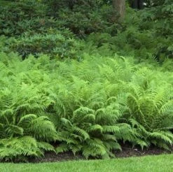 Ostrich Fern 9 Ostrich Fern -Great Garden Plants matteuccia struthiopteris ostrich fern 4 sw
