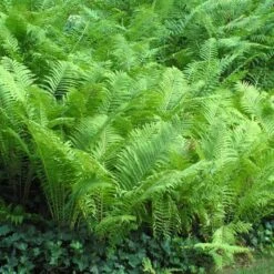 Ostrich Fern 13 Ostrich Fern -Great Garden Plants matteuccia struthiopteris ostrich fern 5 sw