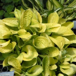 'Maui Buttercups' Hosta