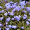 Purple Mazus 2 Purple Mazus -Great Garden Plants mazus reptans purple 1 sw