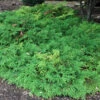 Siberian Cypress -Great Garden Plants microbiota decussata 1