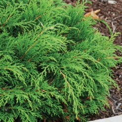 Siberian Cypress -Great Garden Plants microbiota decussata 2