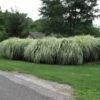 'Variegatus' Maiden Grass 1 'Variegatus' Maiden Grass -Great Garden Plants miscanthus variegatus maiden grass 1