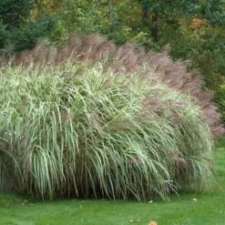 'Variegatus' Maiden Grass 5 'Variegatus' Maiden Grass -Great Garden Plants miscanthus variegatus maiden grass 2