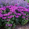 'Leading Lady Plum' Bee Balm
