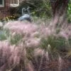 Pink Muhly Grass 1 Pink Muhly Grass -Great Garden Plants muhlenbergia capillars pink muhly grass 1 sw
