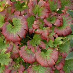 Red-Leafed Mukdenia -Great Garden Plants mukdenia rossii karasuba 2