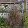 'Oktoberfest' Maiden Grass -Great Garden Plants oktoberfest miscanthus