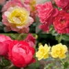Oso Easy® Rose Collection -Great Garden Plants oso easy rose collection