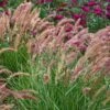 'Karley Rose' Fountain Grass -Great Garden Plants pennisetum karley rose 1 sw