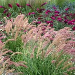 'Karley Rose' Fountain Grass 7 'Karley Rose' Fountain Grass -Great Garden Plants pennisetum karley rose 2 sw
