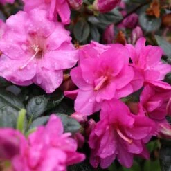 Perfecto Mundo® Double Purple Reblooming Azalea -Great Garden Plants perfecto mundo double purple azalea 5