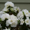 Perfecto Mundo® Double White Reblooming Azalea -Great Garden Plants perfecto mundo double white reblooming azalea 1