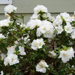 Perfecto Mundo® Double White Reblooming Azalea -Great Garden Plants perfecto mundo double white reblooming azalea 2