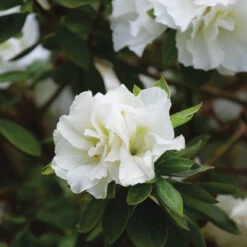Perfecto Mundo® Double White Reblooming Azalea -Great Garden Plants perfecto mundo double white reblooming azalea 3